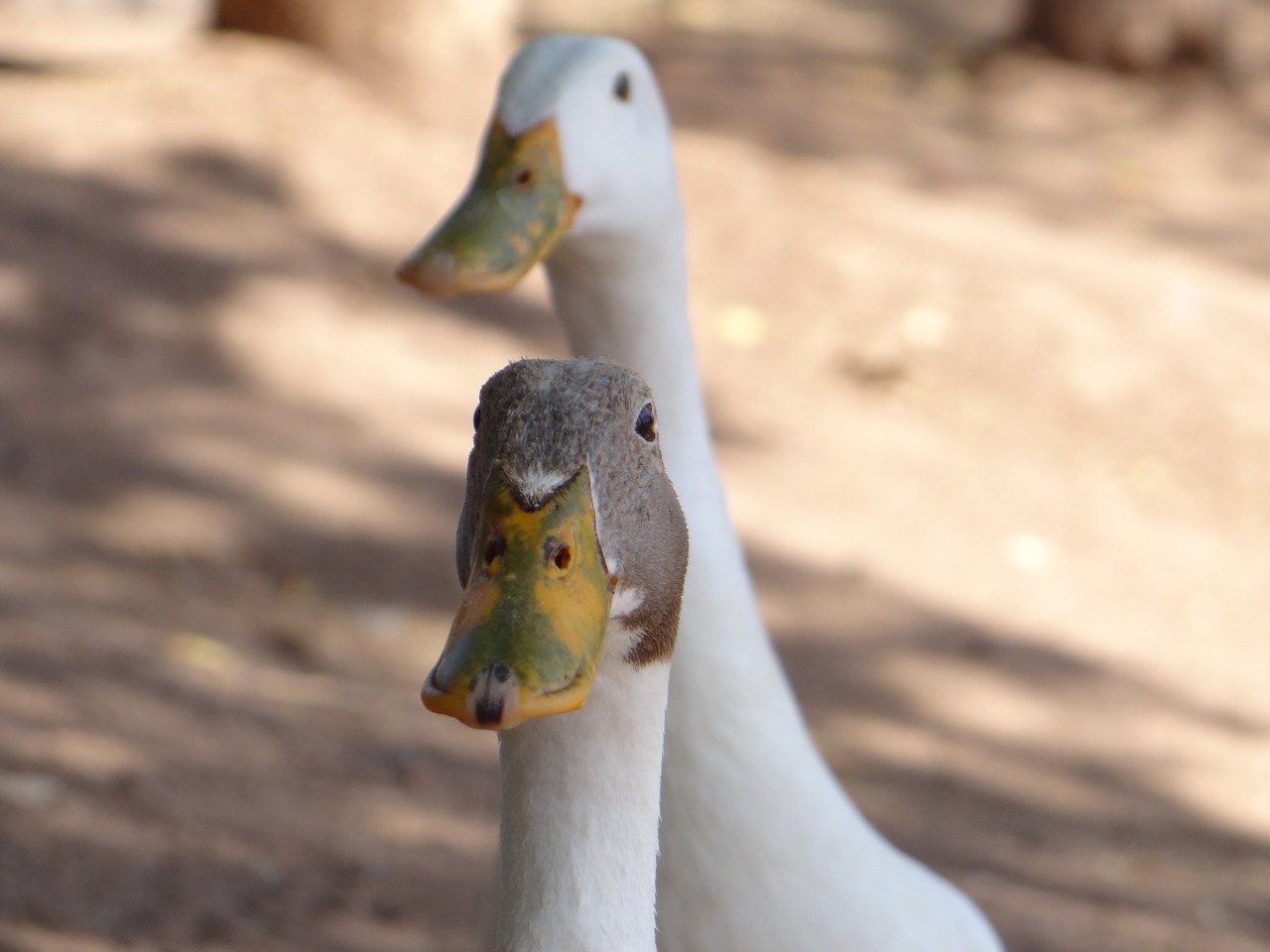 ducks animals wild free photo