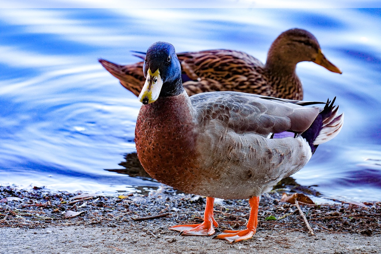 ducks nature bird free photo