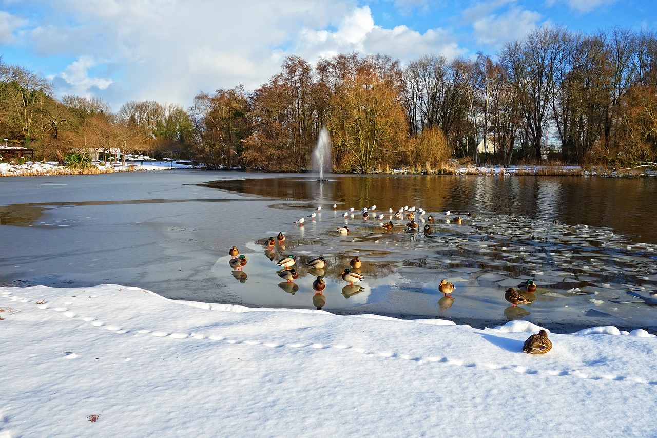 парк птиц зимой