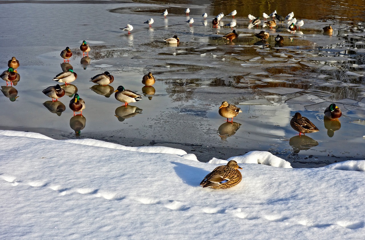 ducks birds pond free photo