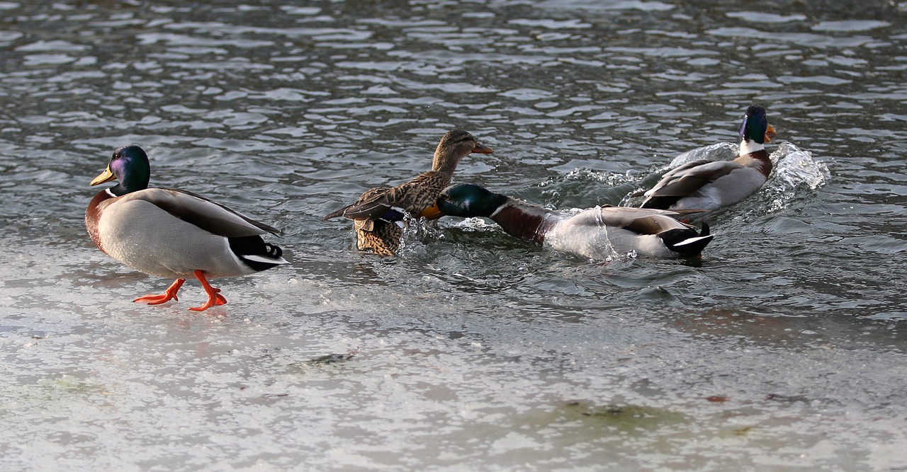 ducks fight futterneid free photo