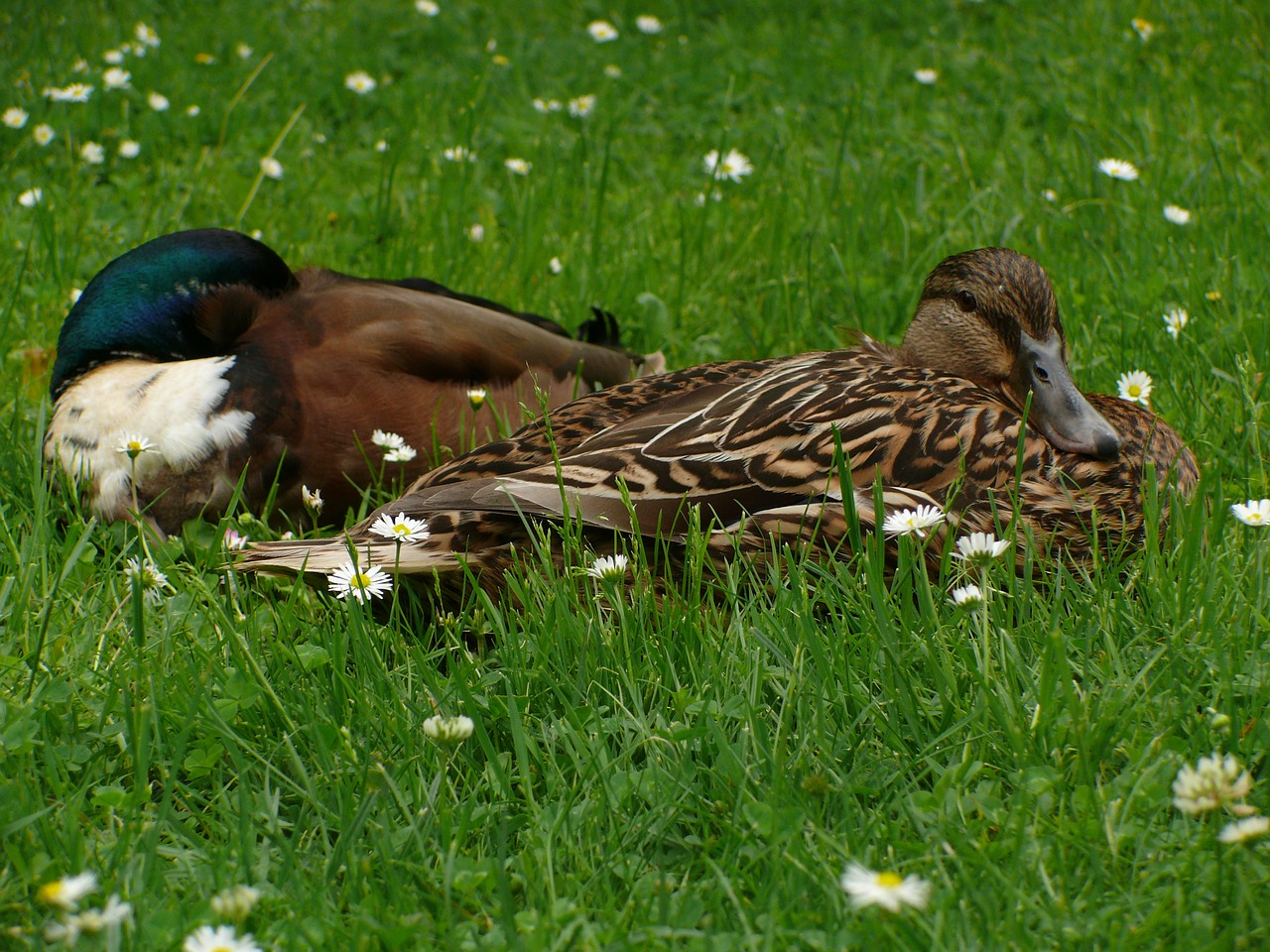 ducks drake meadow free photo