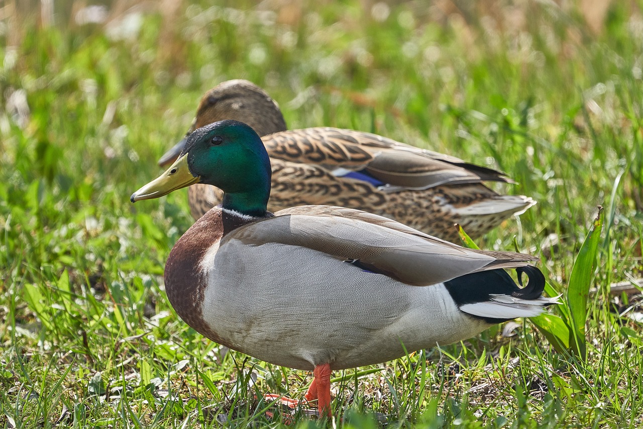 ducks  pair  bird free photo