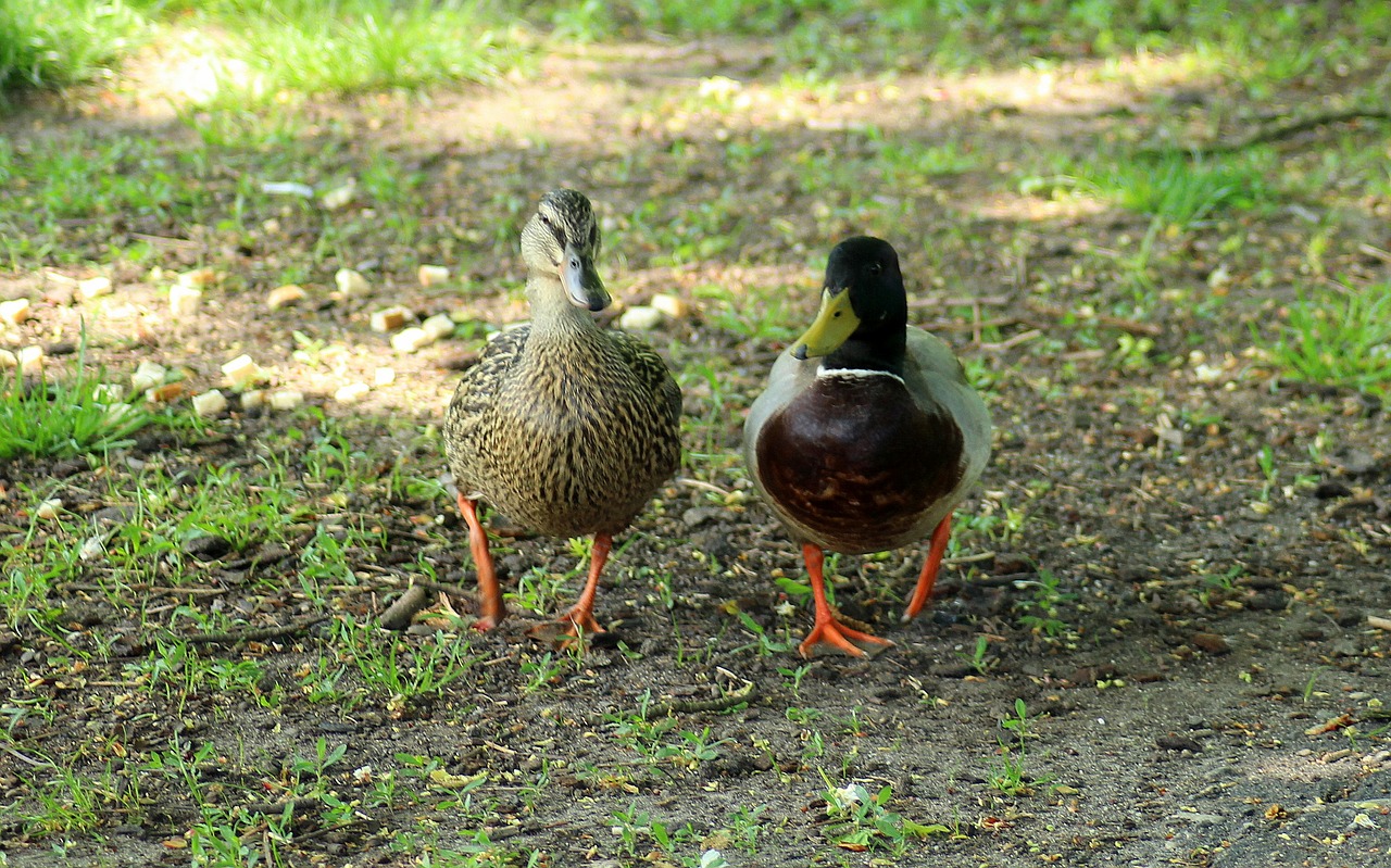 ducks  mallard duck  para free photo