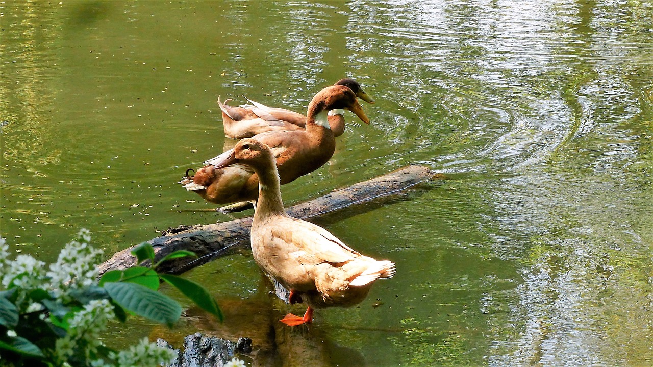 ducks  mare  body of water free photo