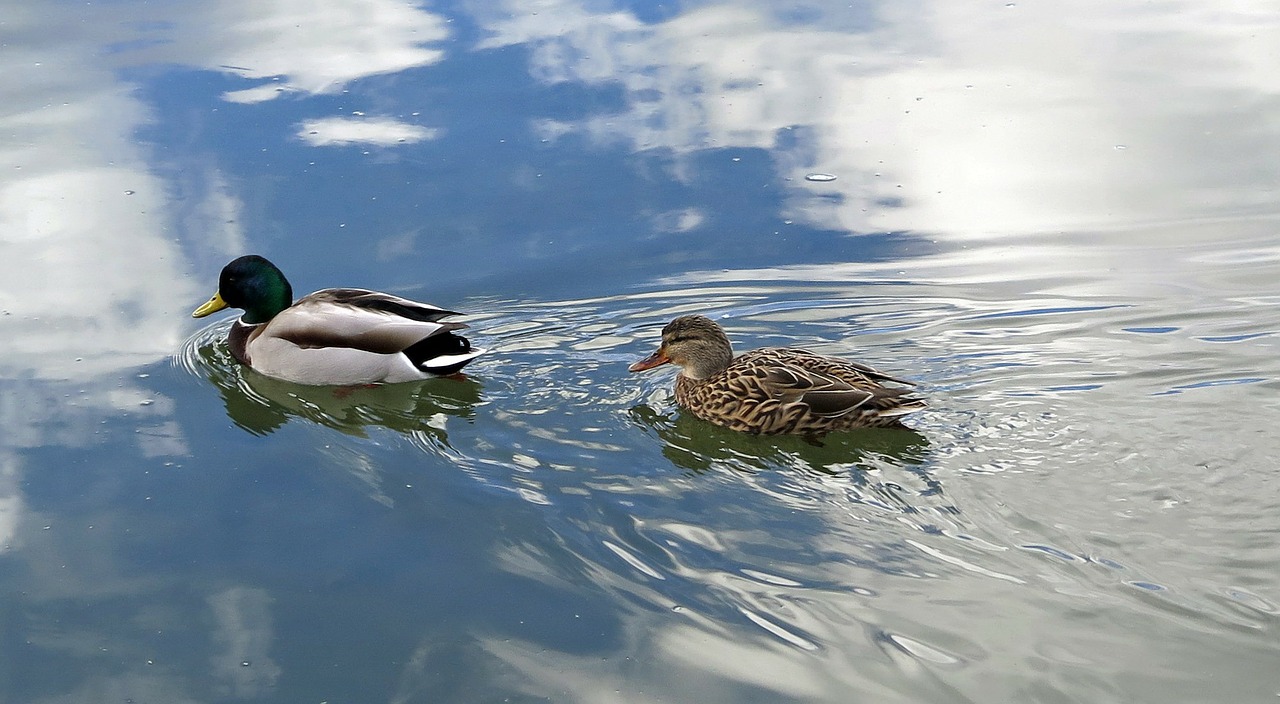 ducks river water free photo