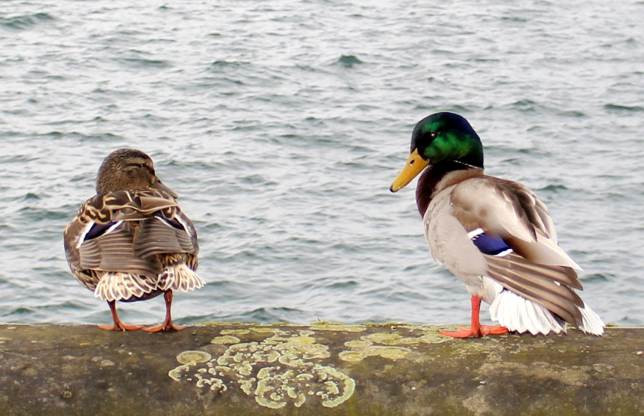 ducks drake couple free photo