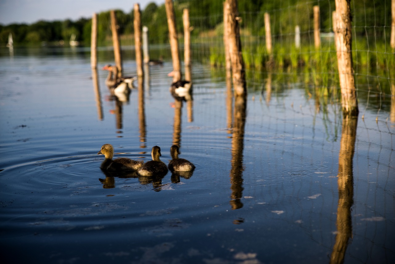 ducks  pond  stuttgart free photo