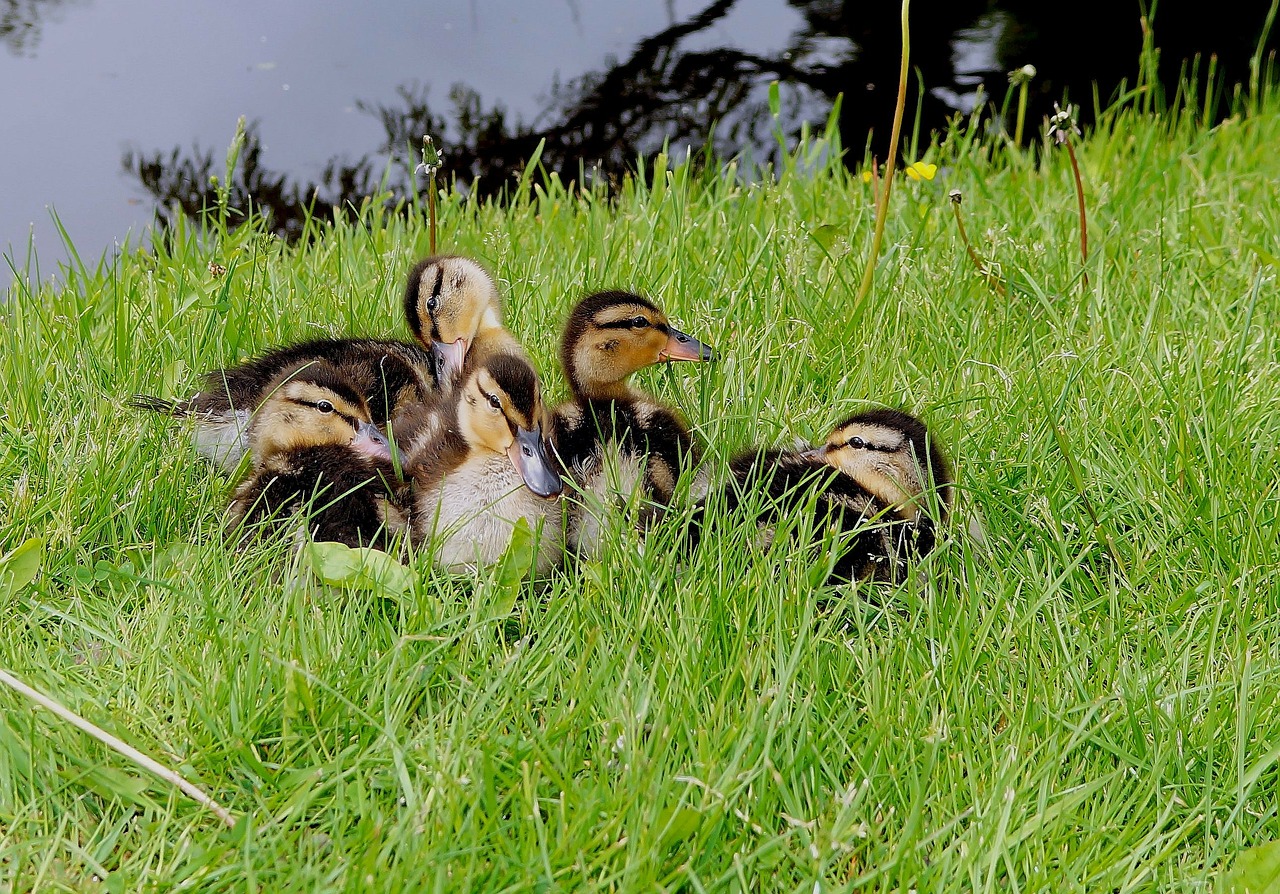 ducks chicks young animals free photo