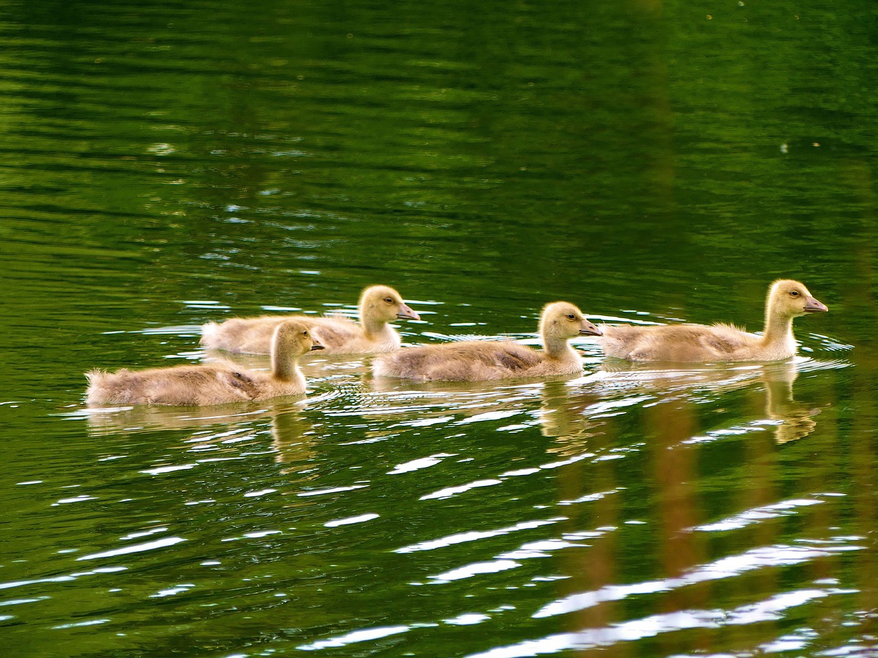 ducks  fluffy  young free photo