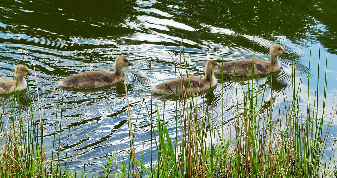 ducks  fluffy  young free photo