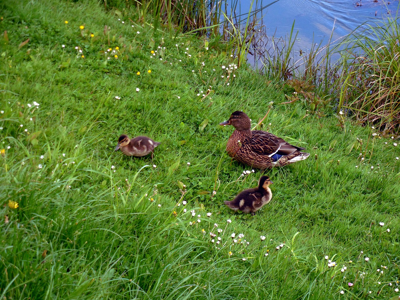 ducks chick chicks free photo