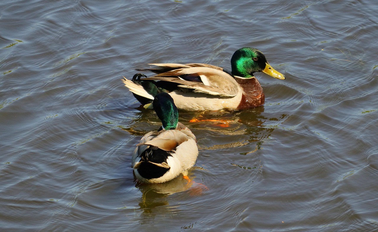 ducks  drake  male free photo