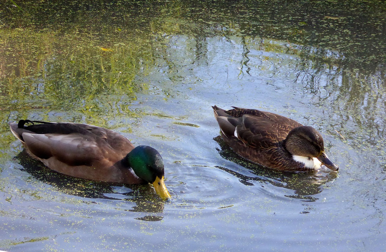 ducks  pair of ducks  water free photo