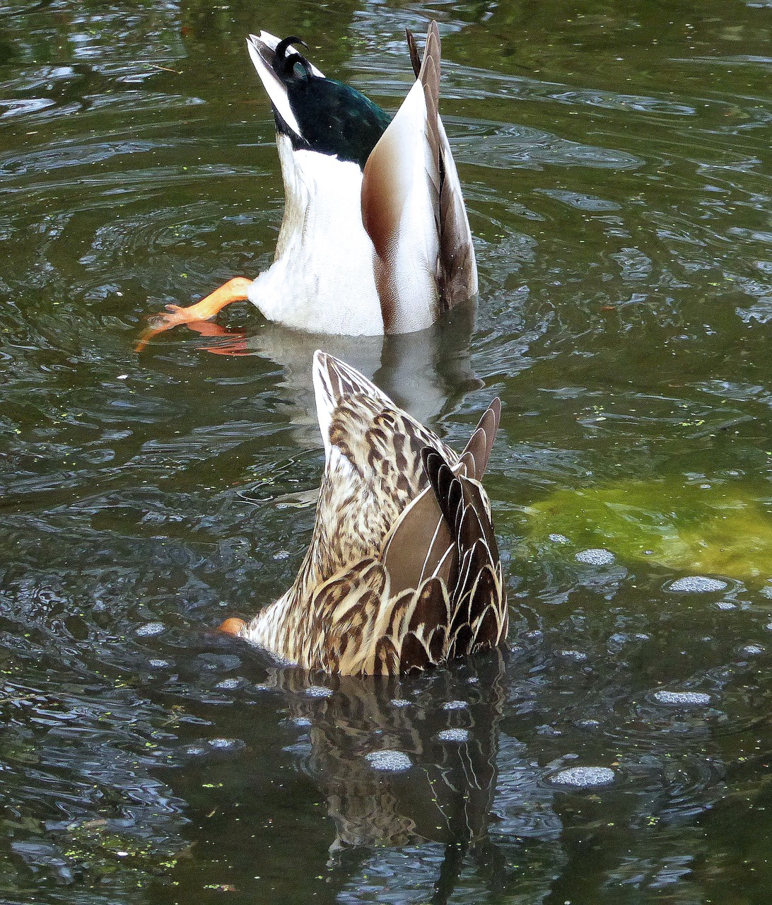 ducks  pair of ducks  diving free photo