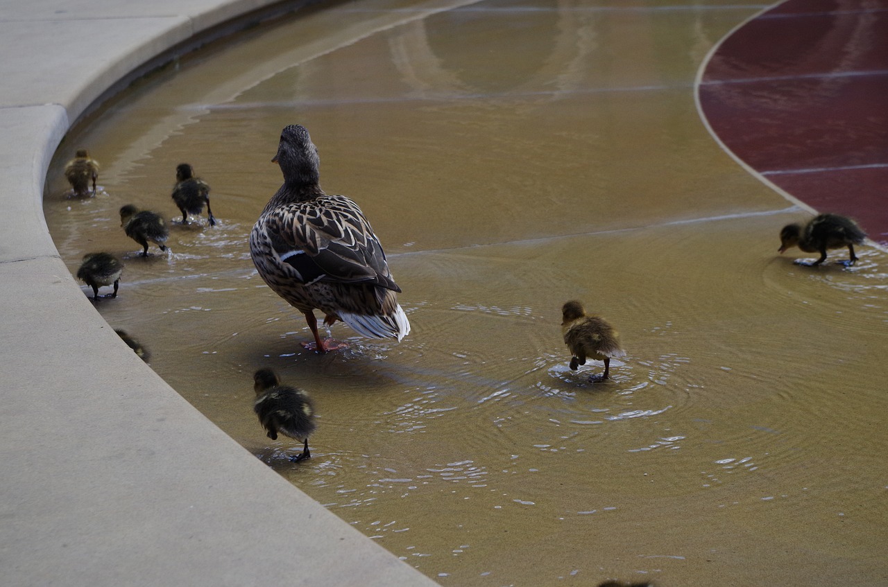 ducks  water  circle free photo