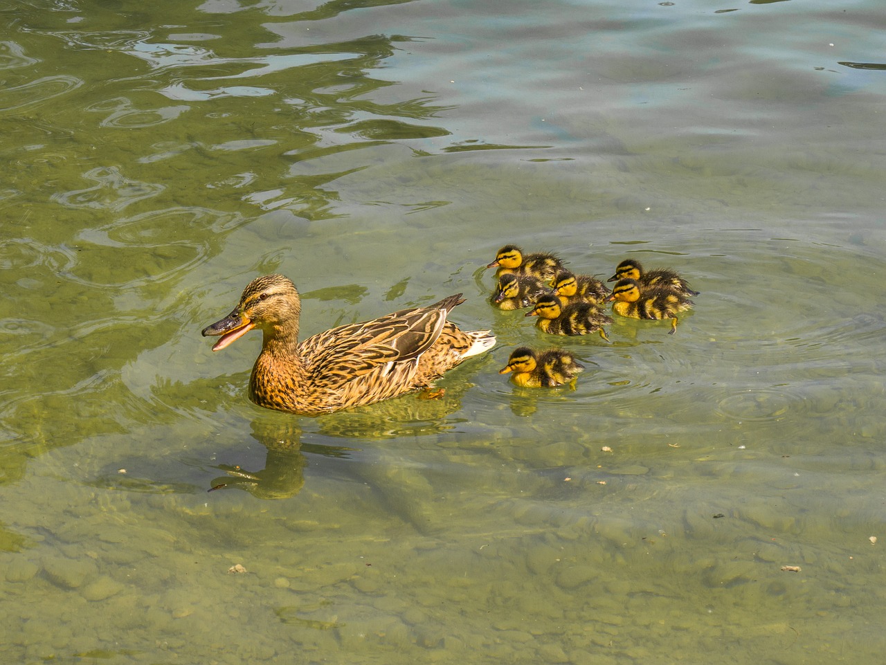 ducks  duck family  waterfowl free photo