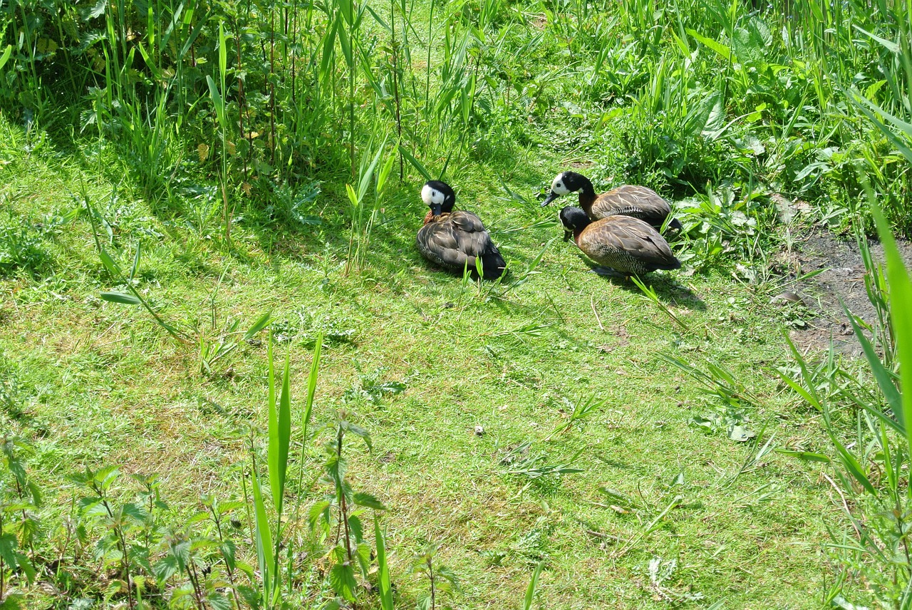 ducks animal water free photo