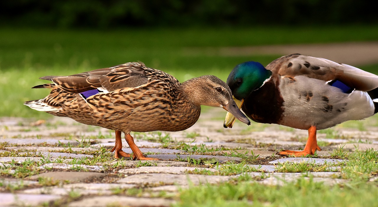 ducks  pair  mallards free photo