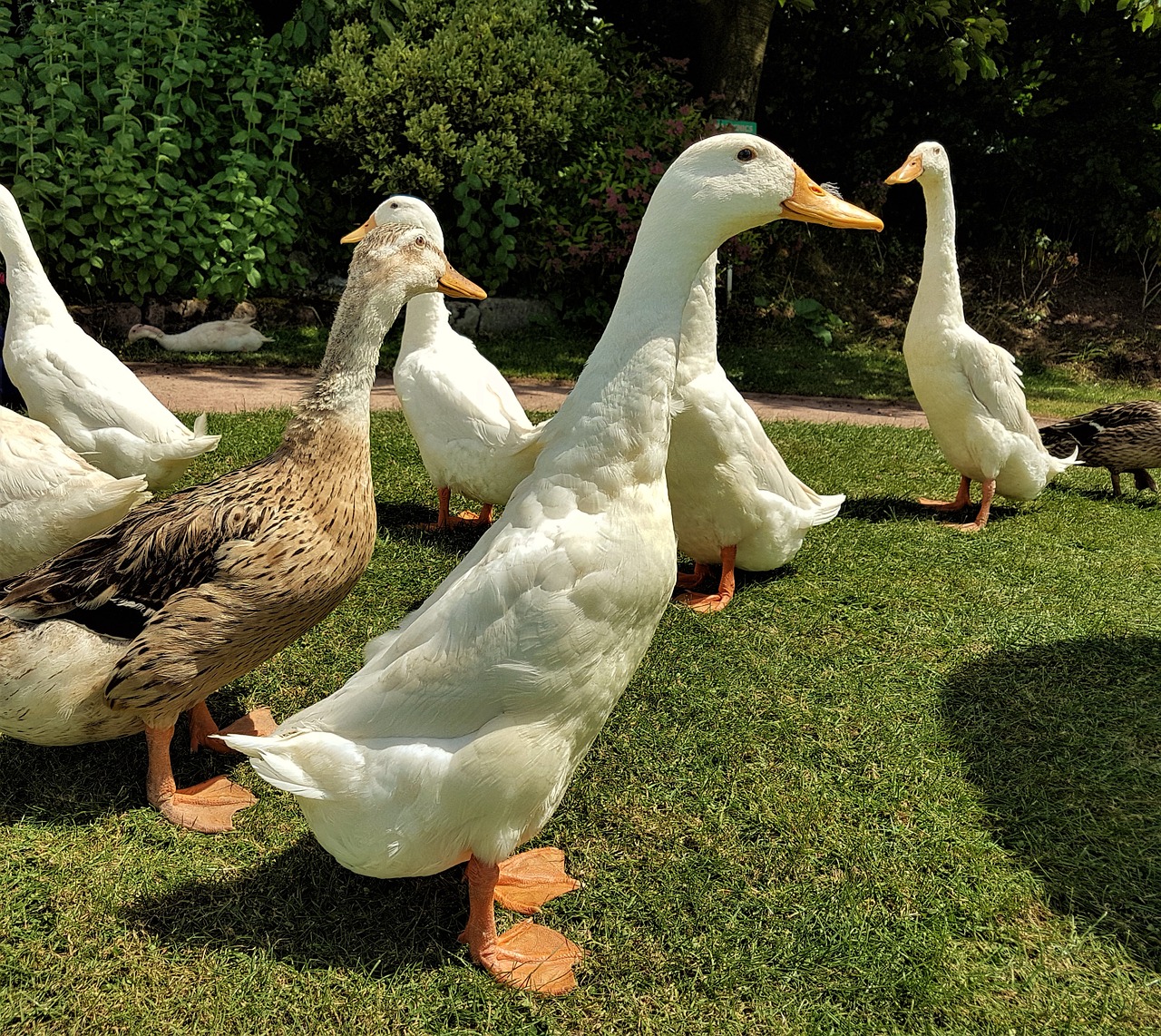 ducks  farm  wildlife free photo