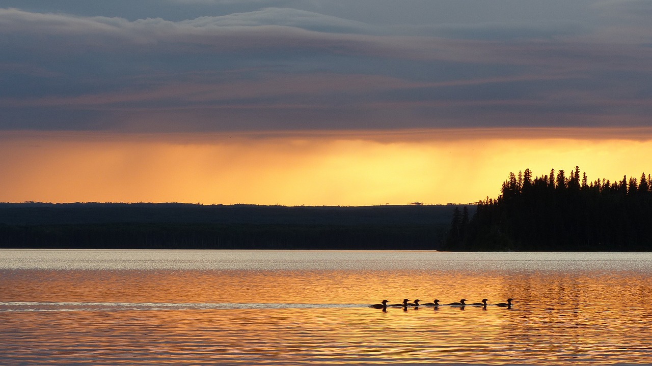 ducks  sunset  lake free photo