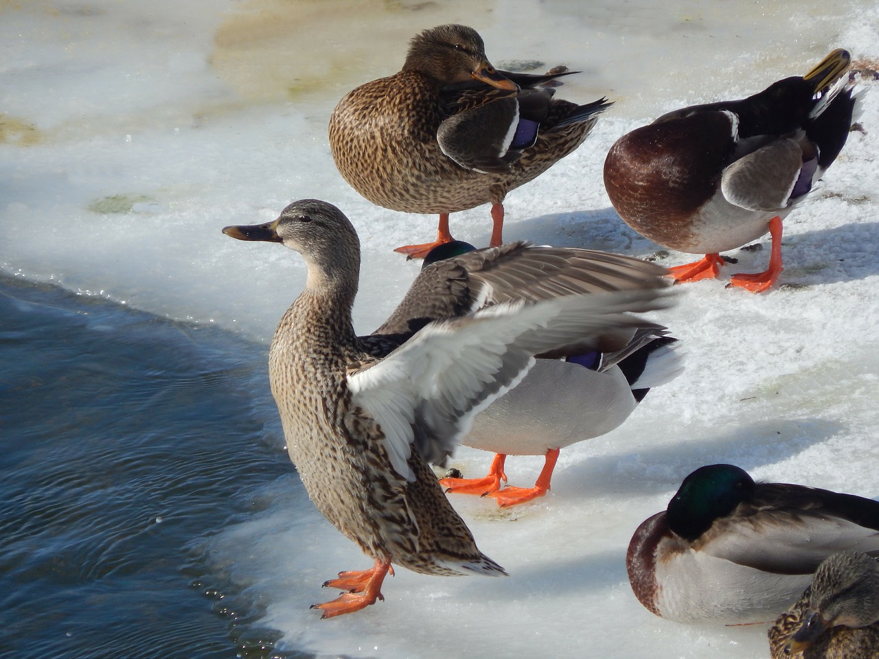 ducks winter wildlife free photo