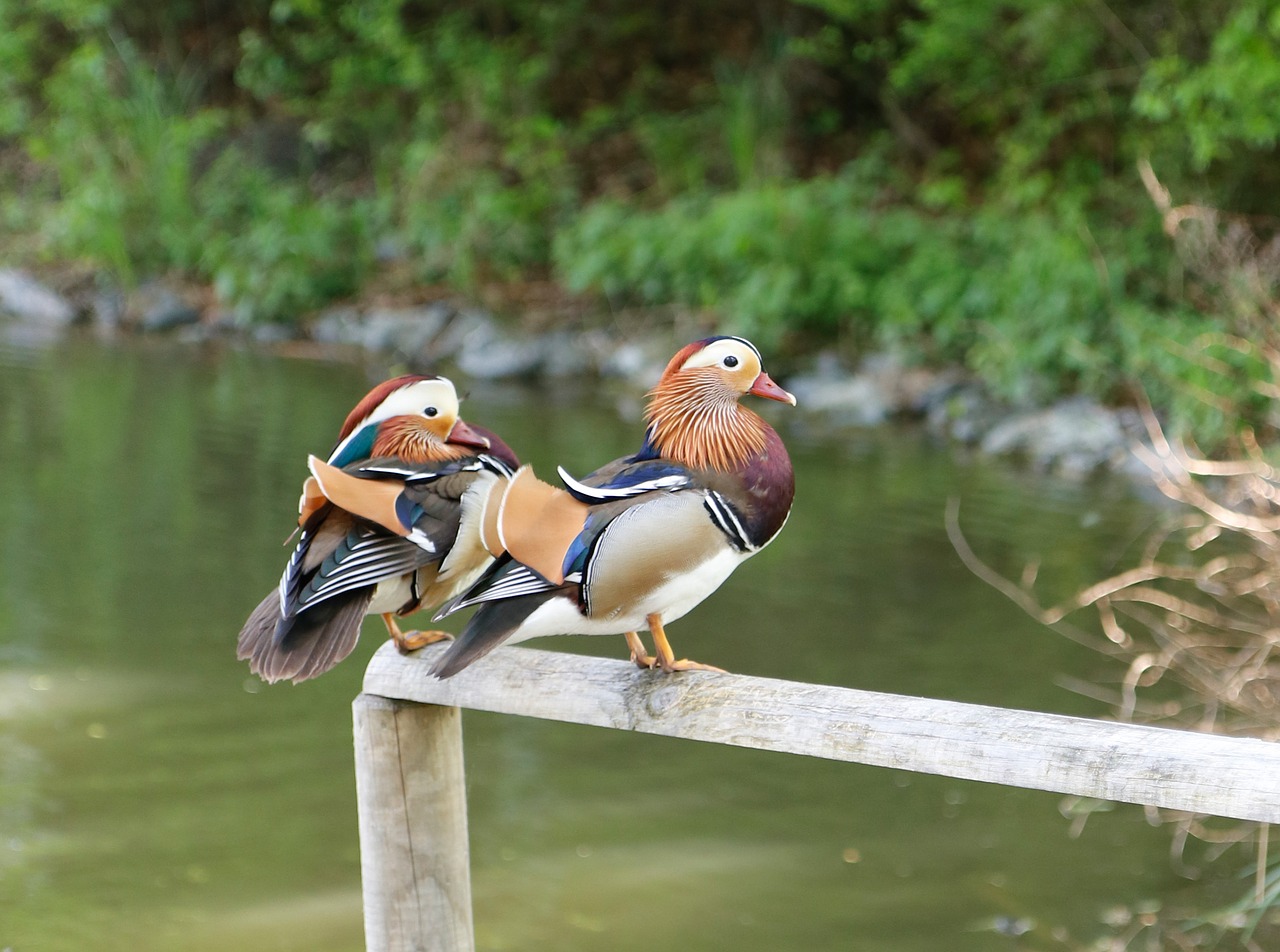 ducks  nature  birds free photo