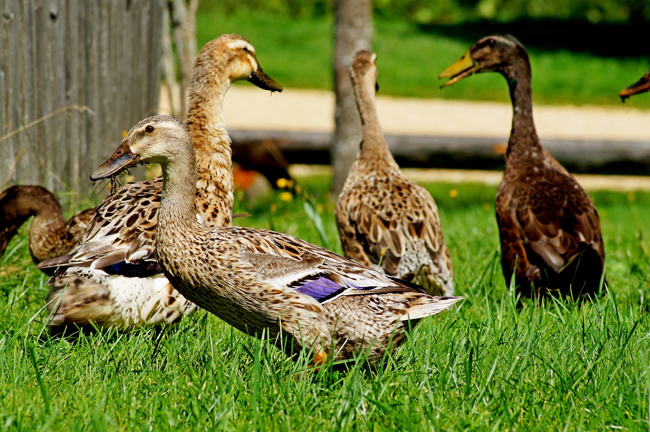 ducks  bird  nature free photo