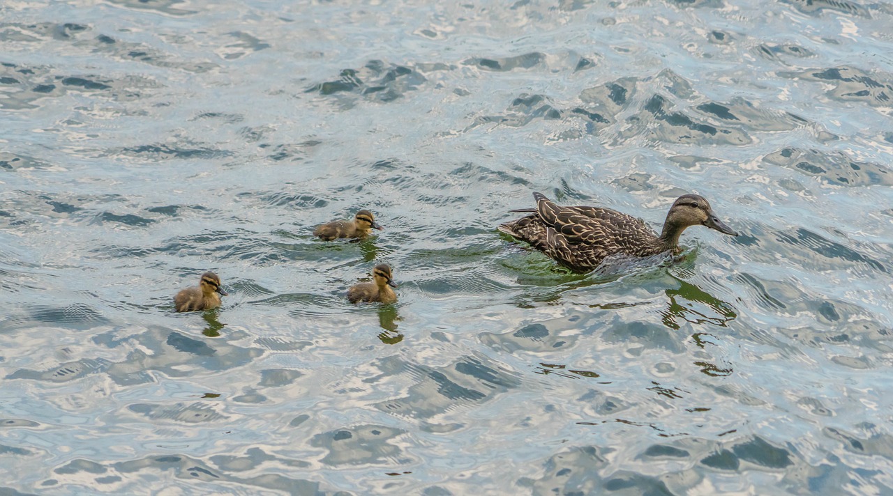 ducks  chicks  nature free photo