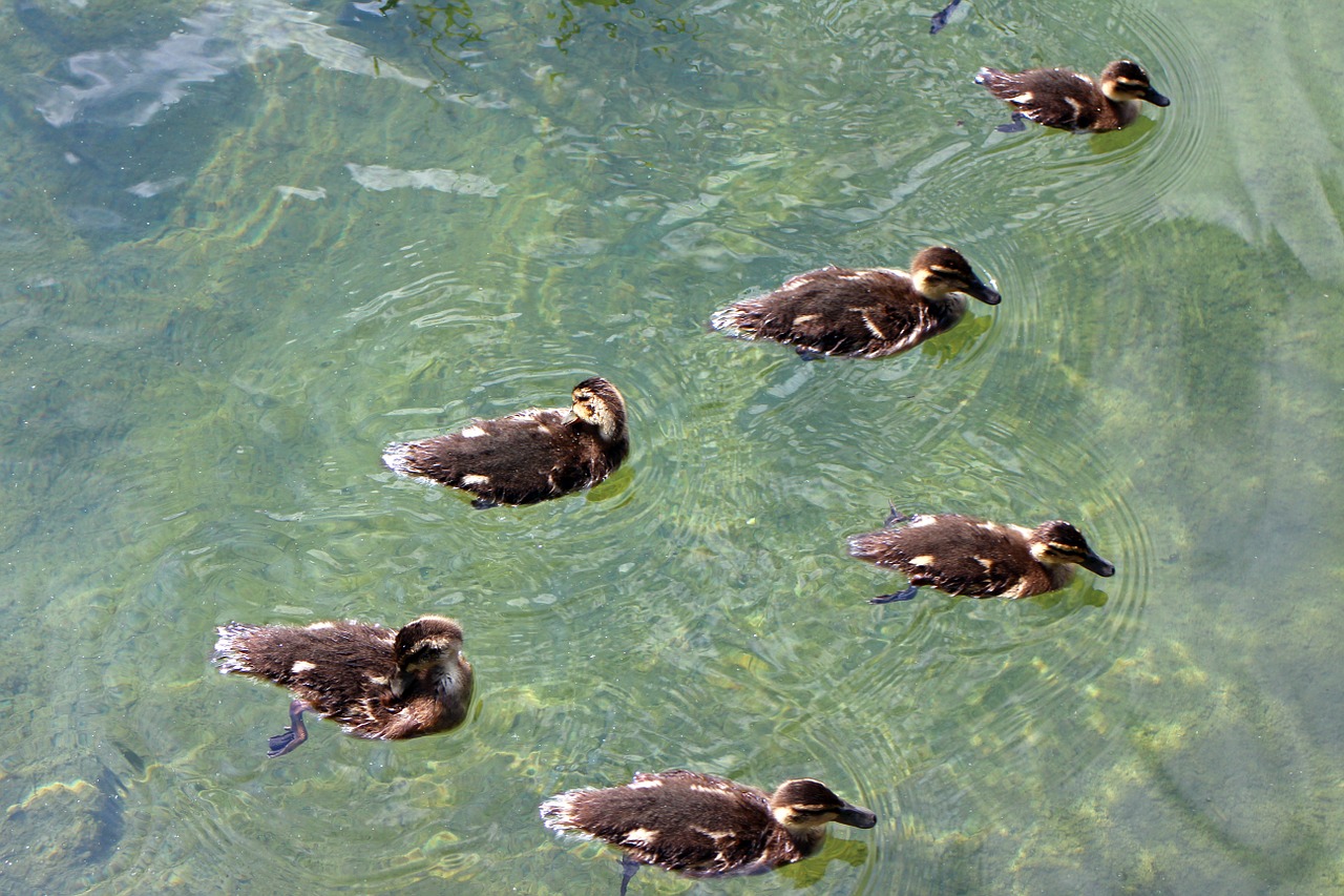 ducks family chicks free photo