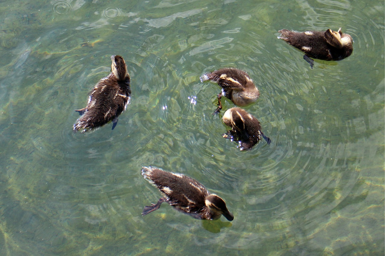 ducks family chicks free photo