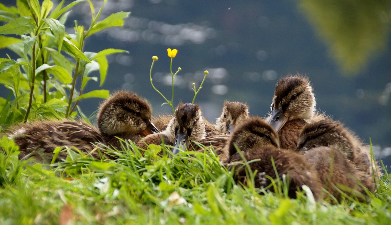 ducks  ducklings  mallard duck free photo