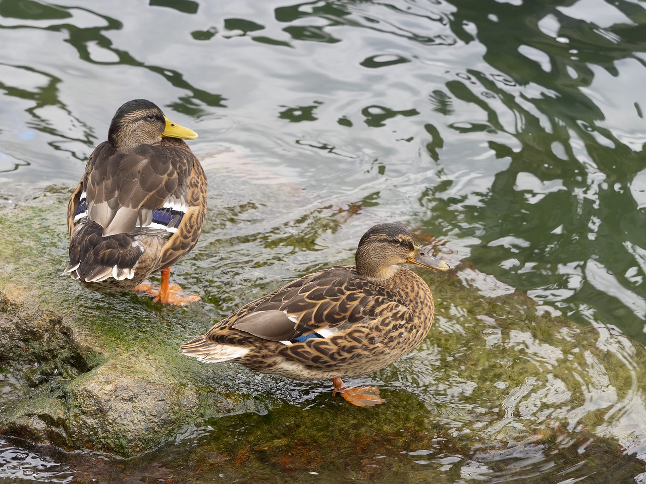 ducks  mallard  plumage free photo