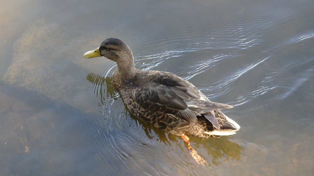 ducks  river  outdoor free photo