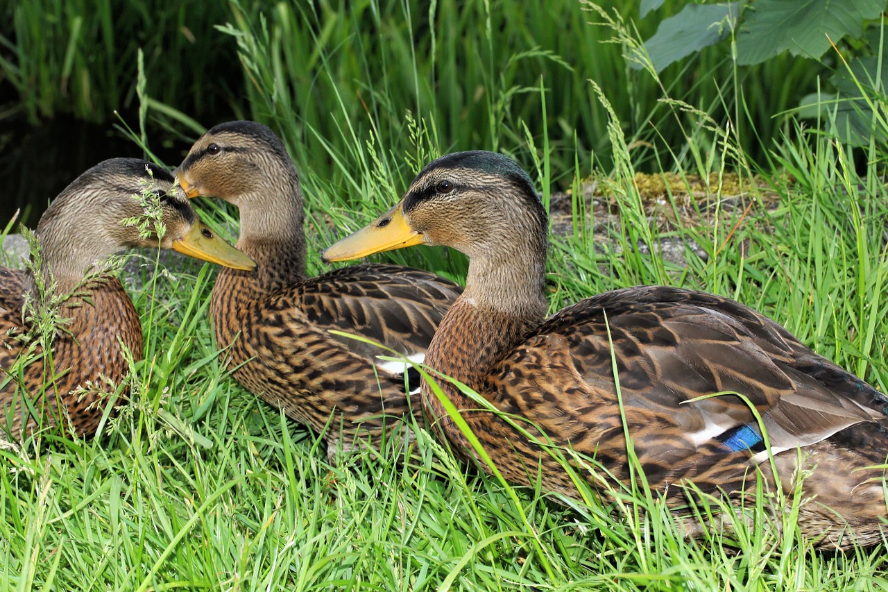 ducks drake male free photo