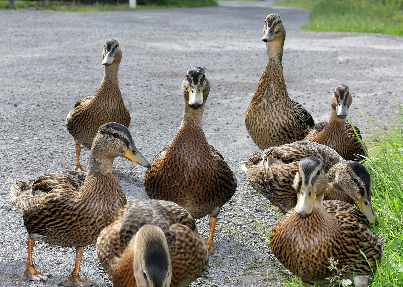 ducks drake male free photo