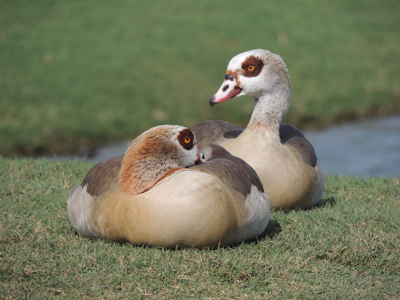 ducks  wild life  nature free photo