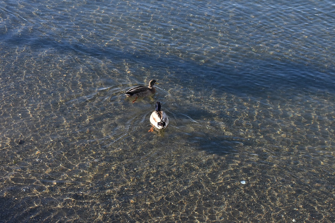 ducks  nature  water free photo