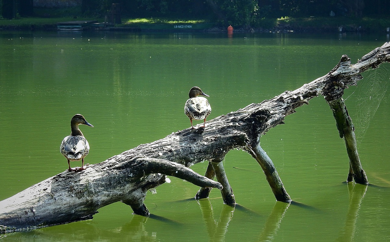 ducks  lake  tree free photo