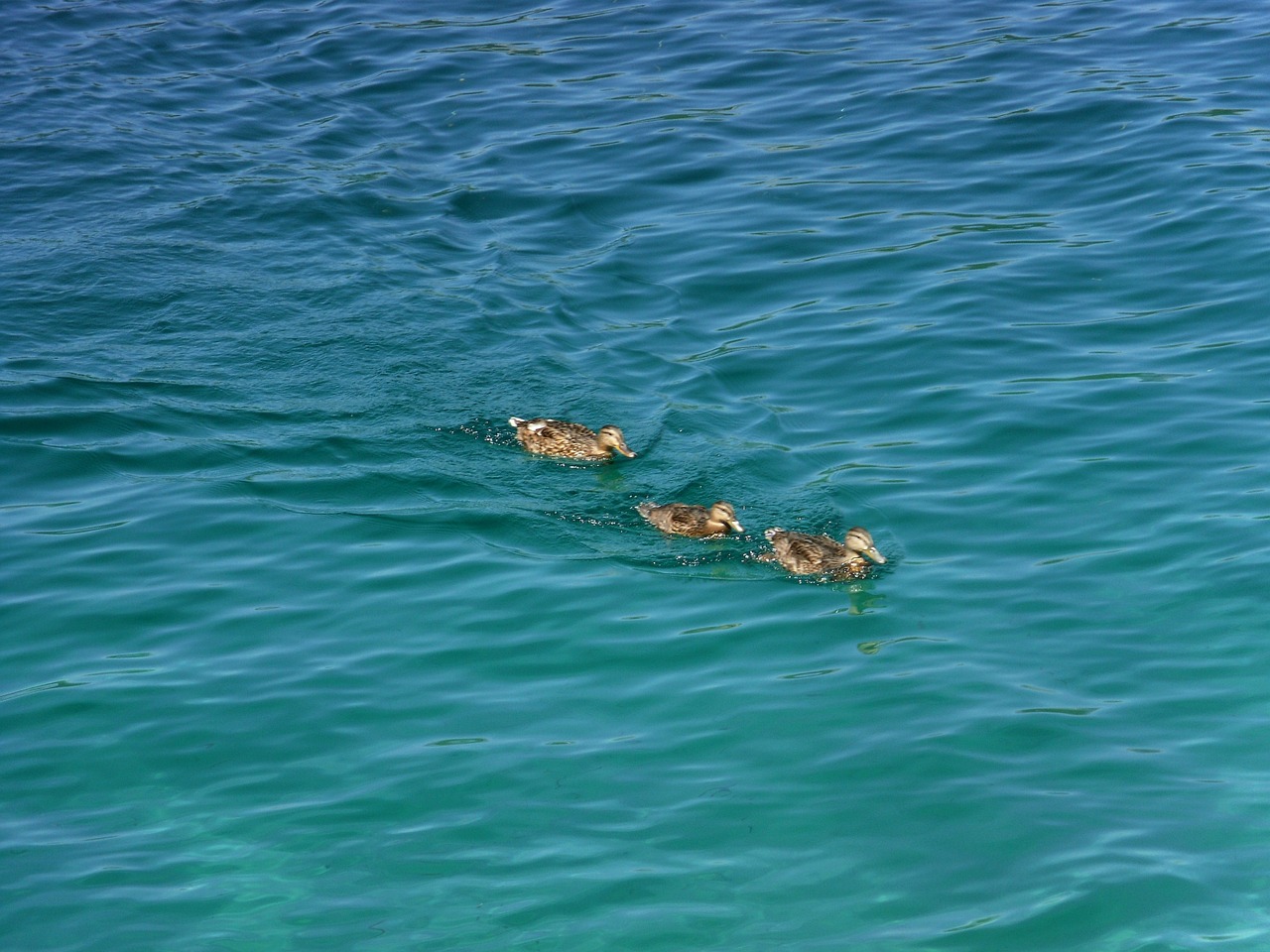 ducks water lake free photo