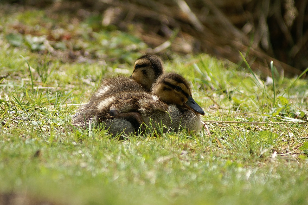 ducks  nature  brown free photo