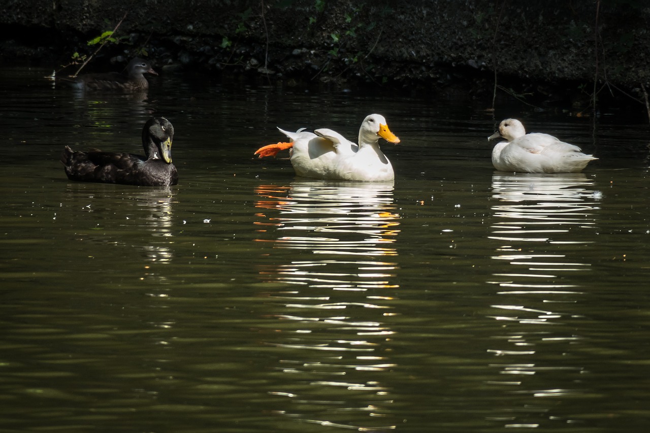 ducks  pond  swim free photo