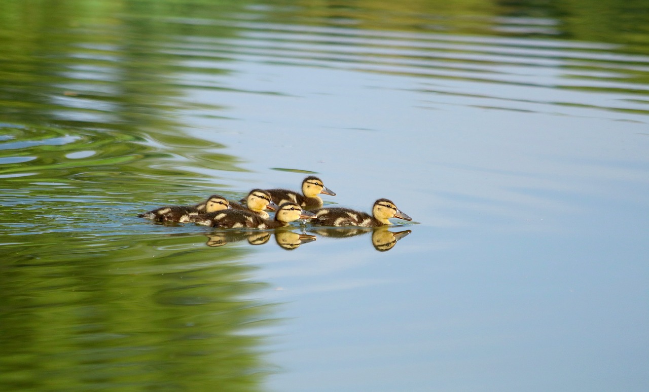 ducks  ducklings  brood free photo