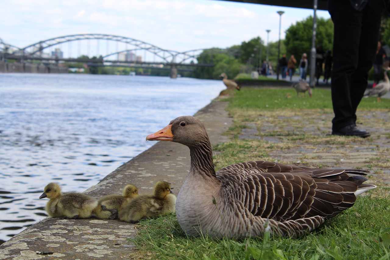 ducks  river  frankfurt free photo