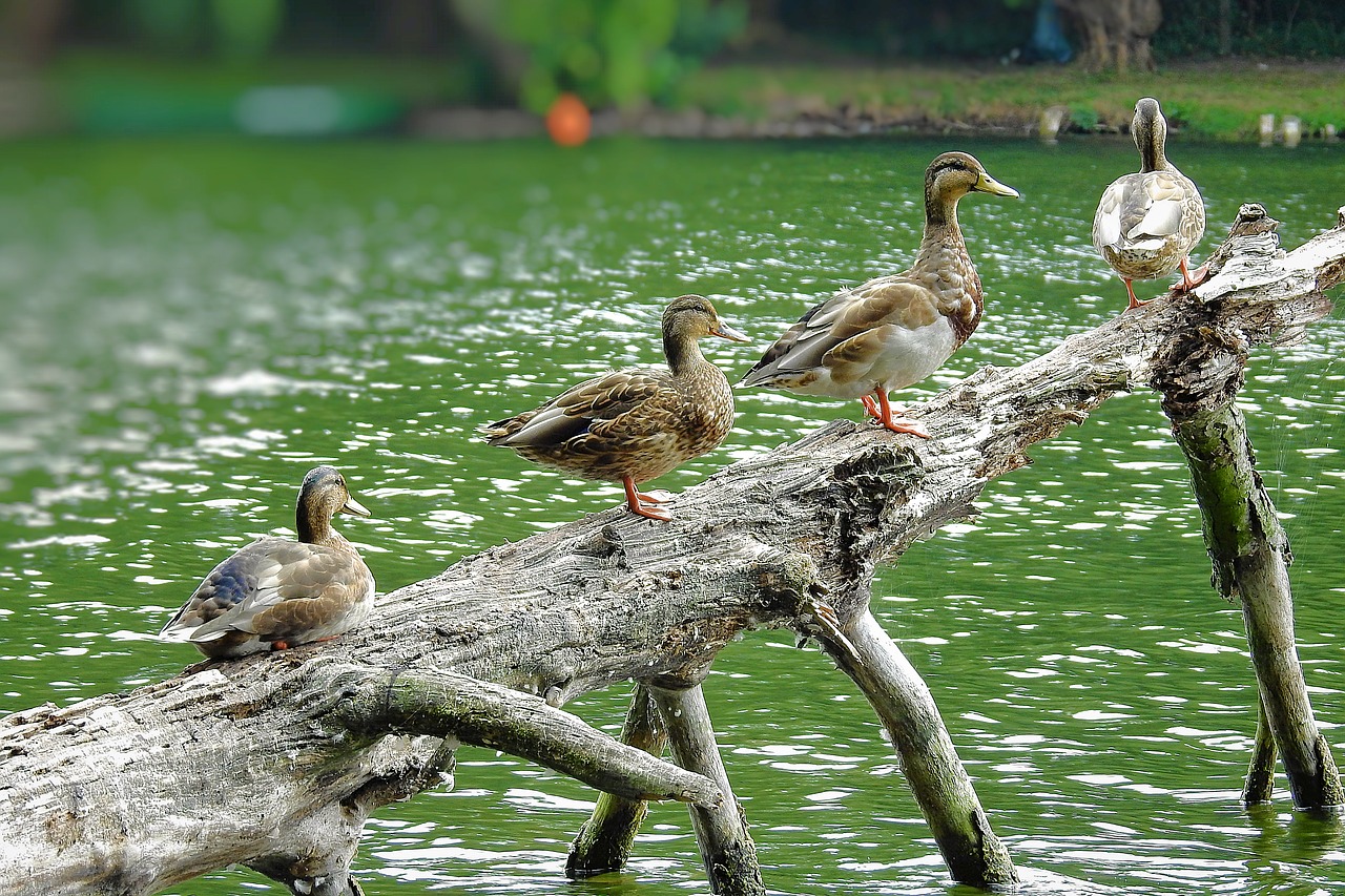 ducks  tree  birds free photo