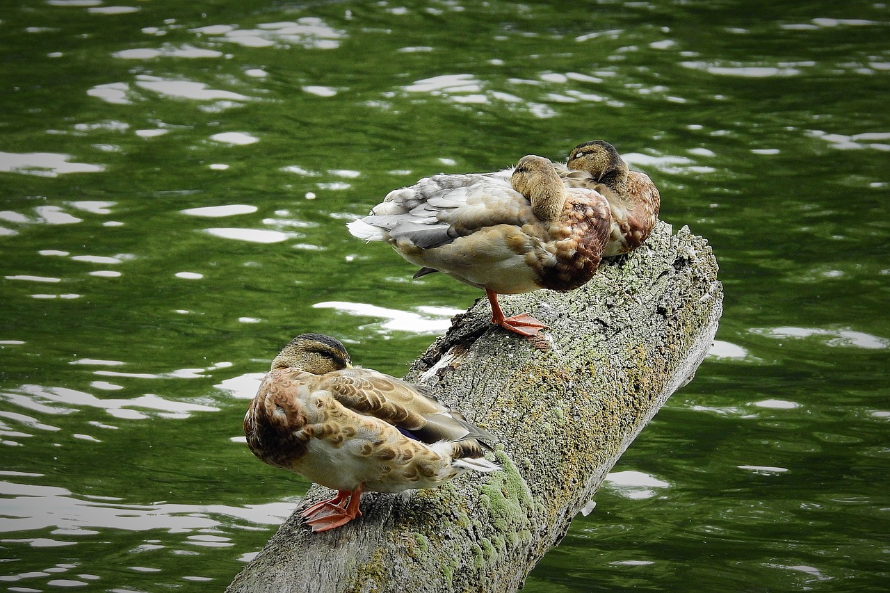 ducks  lake  trunk free photo