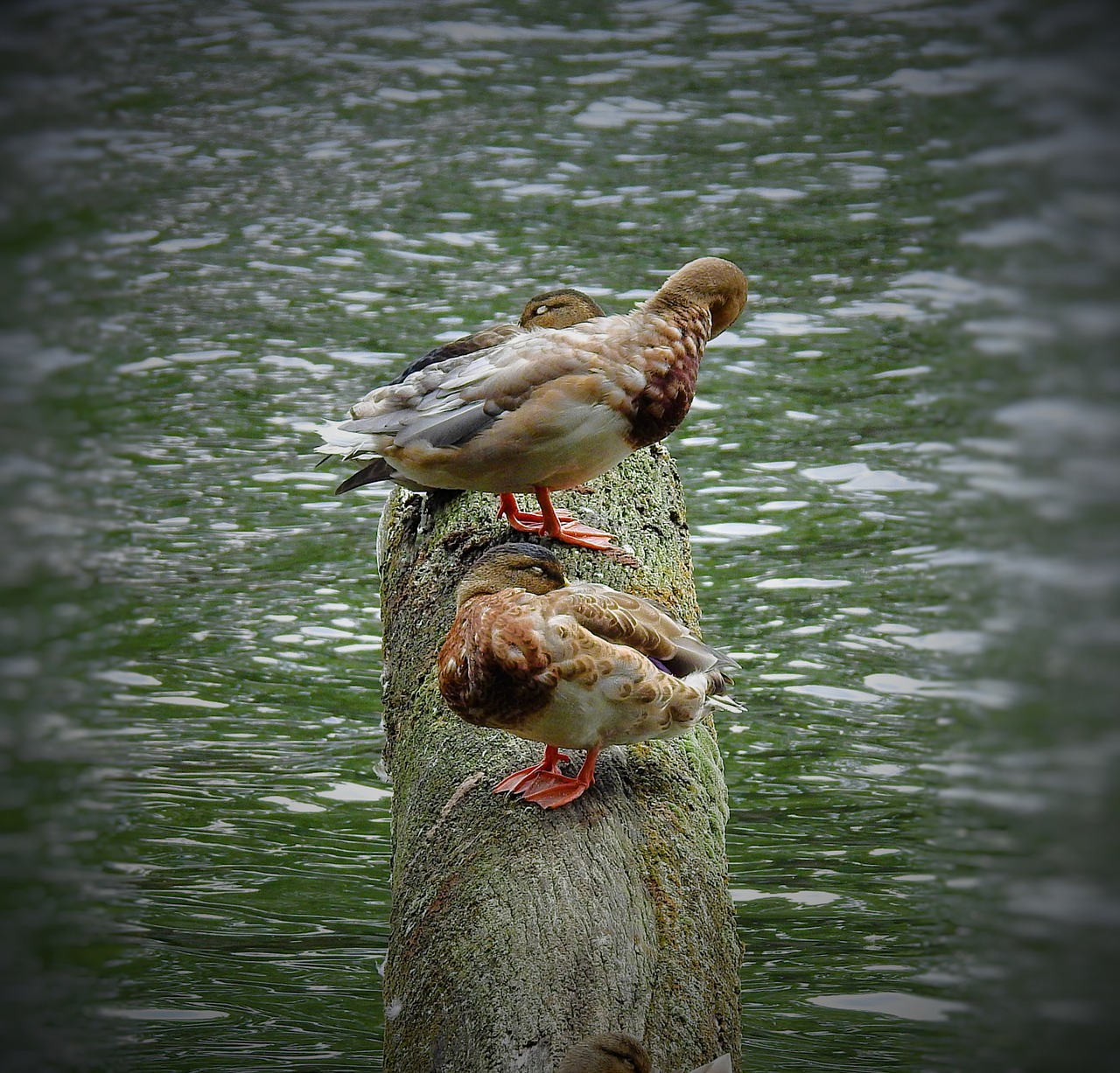 ducks  trunk  water free photo