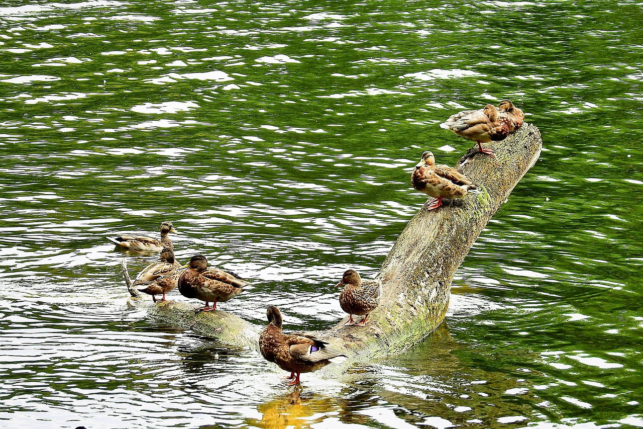 ducks  konar  lake free photo