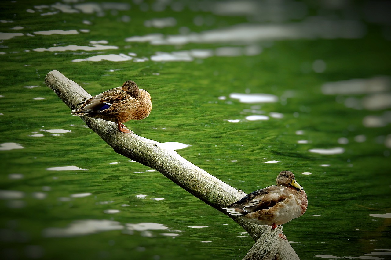 ducks  lake  birds free photo