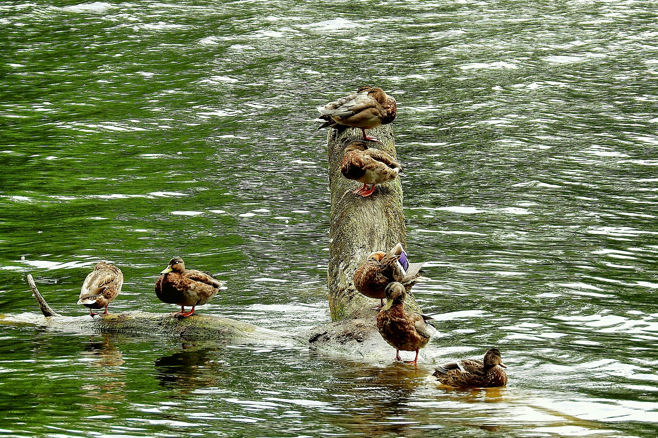 ducks  birds  lake free photo